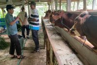 Ketua PD Muhammadiyah Jombang, Dr Abdul Malik, MP IPU kunjungi kandang breeding sapi PCM Wonosalam